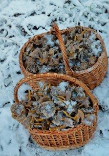 Иллюстрация 5