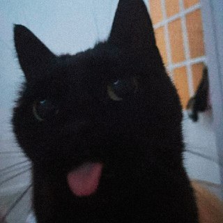 День защиты черных котов