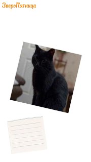 В Петербурге празднуют День защиты черных котов и кошек