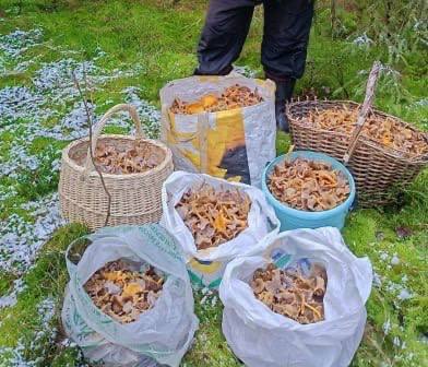 Грибники Ленобласти продолжают собирать грибы