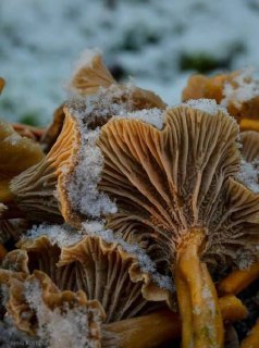 Иллюстрация 5