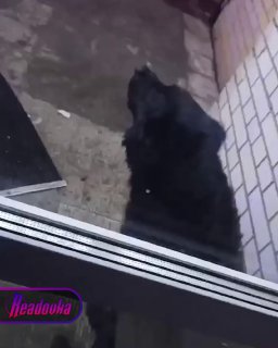 В Омске сотрудницу ПВЗ заблокировала собака