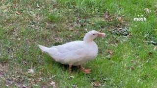 Московские жители спасли утёнка и сделали его талисманом дома