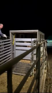 Корова сбежала от фермера и присоединилась к стаду овец в Германии