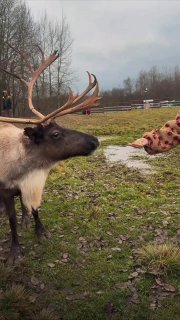 В Подмосковье открылась зооферма