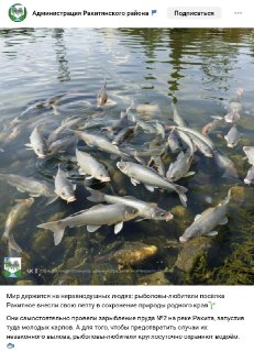 В Белгородской области нейросеть нарисовала летающих карпов