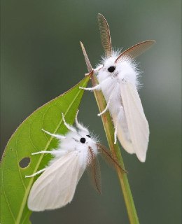 В Венесуэле сфотографировали необычного насекомого, похожего на пушистого мопса.