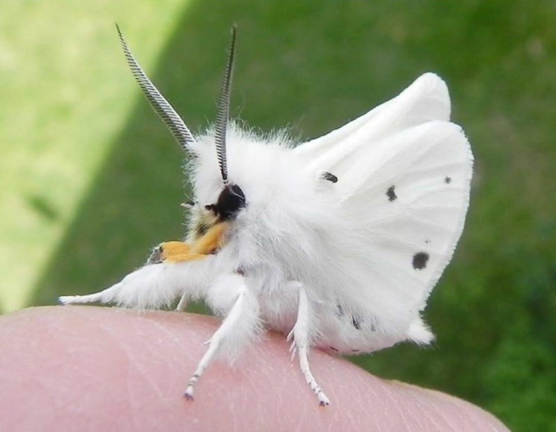 Иллюстрация 3