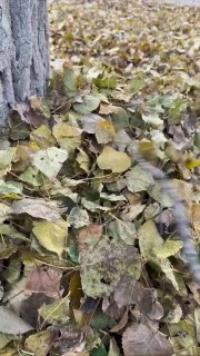 Осенняя депрессия