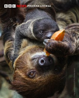 Фото дня: ленивец с малышом в зоопарке Лодзи