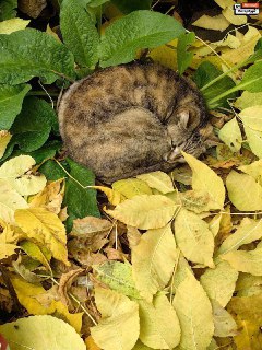 Подборка осенних фотографий от пользователей Фонтанки