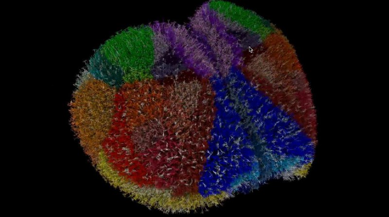 Создана первая в мире карта мозга мыши с беспрецедентной детализацией