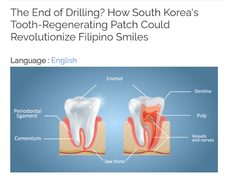 Корейские ученые изобрели пластырь для регенерации зубов
