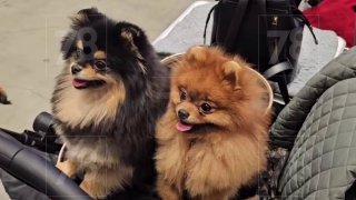 В Петербурге проходит выставка домашних животных