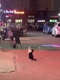 Котенок впервые увидел снег