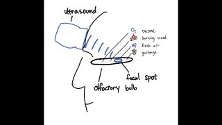 Ученые научились создавать запахи с помощью ультразвука