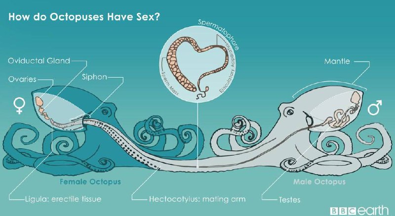 Интересные факты о размножении осьминогов