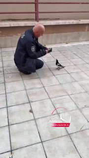 Сорока обманула турецкого полицейского, украв 200 лир.