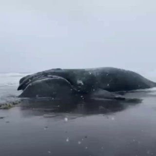 На Камчатке нашли мёртвого японского кита с сетями