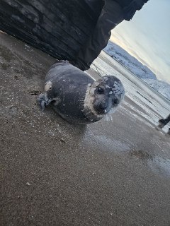В Териберке нашли раненого тюленя