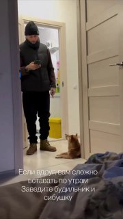 Собака стала будильником для хозяйки