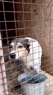 Приют для животных просит о помощи с кормом