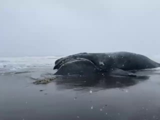 На Камчатке и под Мурманском найдены пострадавшие животные