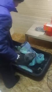 В Мурманской области спасли раненого тюленя