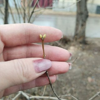 Теплая зима угрожает урожаем в России