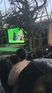 В Китае медведь напал на укротителя