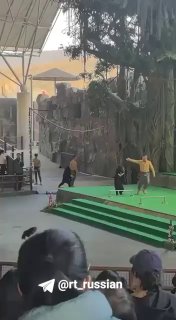 Медведь напал на дрессировщика в китайском сафари-парке