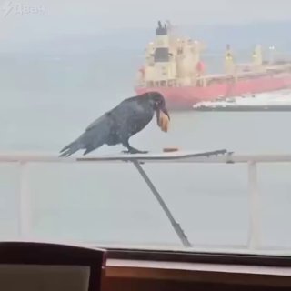 Вороний рекорд: ворон унес шесть печенек во Владивостоке