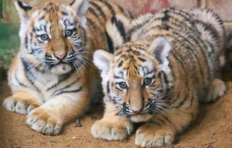 Иллюстрация 1