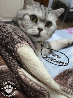 День художника и ЗвероПятница