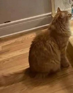 Елку защитили от котиков клеткой