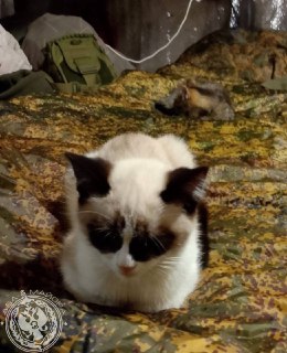 Иллюстрация 1