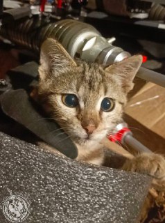 Иллюстрация 4