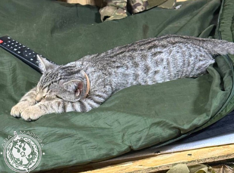 Иллюстрация 5