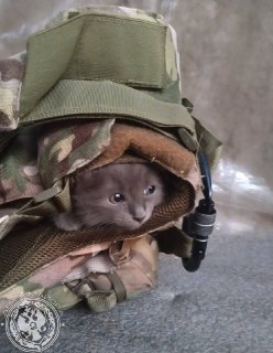 Иллюстрация 6