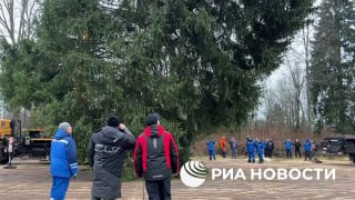 Главную новогоднюю ёлку страны спилили в Подмосковье