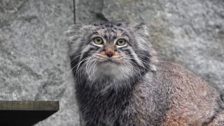 Иллюстрация 1