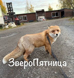 В Петербурге сбежала домашняя лиса