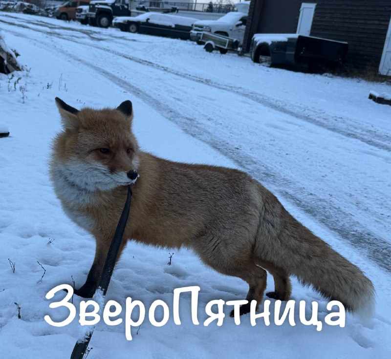 Иллюстрация 1