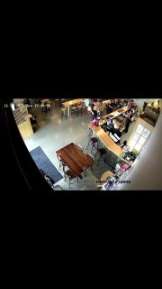 Детеныш морского котика забрел в бар в Новой Зеландии