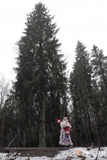 В Петербург везут главную городскую ель