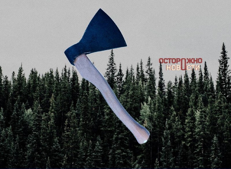 Дума разрешила сплошные рубки на Байкале