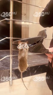 В московском ЖК «Румянцево-парк» развернулось нашествие мышей