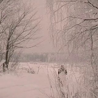 Иллюстрация 1