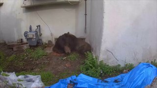 Медведь жил в подвале дома в Лос-Анджелесе 37 дней
