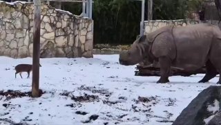 Необычная встреча в зоопарке и история о бессмертии